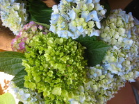 紫陽花♪♪ 2010/06/06 21:26:46