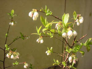 ブルーベリーの花♪♪