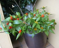 A HAPPY NEW YEAR♪♪ 2011/01/03 18:40:00