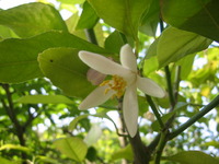 レモンの花が咲きました♪♪ 2010/05/24 11:24:54