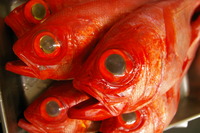 RUSH 2011/12/04 01:14:37