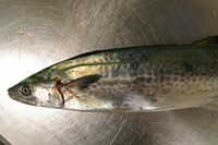 食材 2009/04/18 01:17:32