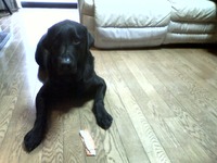 おきにワンッ 2009/10/15 12:13:37