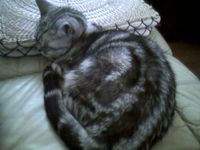 迷子猫ちゃん 2009/07/11 10:32:12