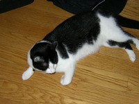 地震！その時ねこ～ずは・・・ 2009/08/11 10:12:27