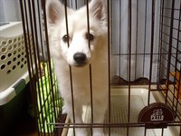 マロンです