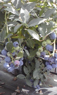 おはようございます☆ 2009/09/13 10:07:26