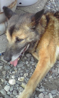 迷子犬 2009/08/06 08:05:25