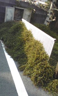 成長し過ぎです。 2009/11/10 13:44:46