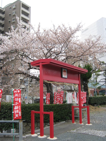 桜満開です
