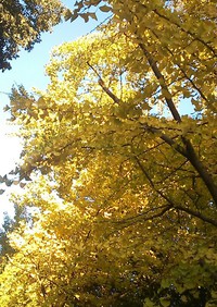 紅葉 2013/11/21 00:05:19