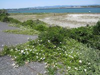 弁天島表浜はノイバラの花盛り