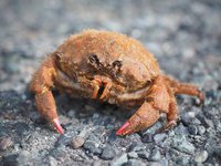 貝を背中に負って隠れるカイカムリ　浜名湖・遠州灘のカニ