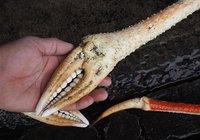 舞阪漁港に揚がる世界最大のカニ　タカアシガニ　浜名湖・遠州灘のカニ