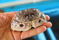 左右形が違うツメで巻貝を割り食べる　メガネカラッパ