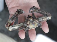 小さくてもまるで大型重機のような風格のヒシガニ　浜名湖・遠州灘のカニ