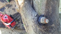 樹木の巻き込み　ボルト編