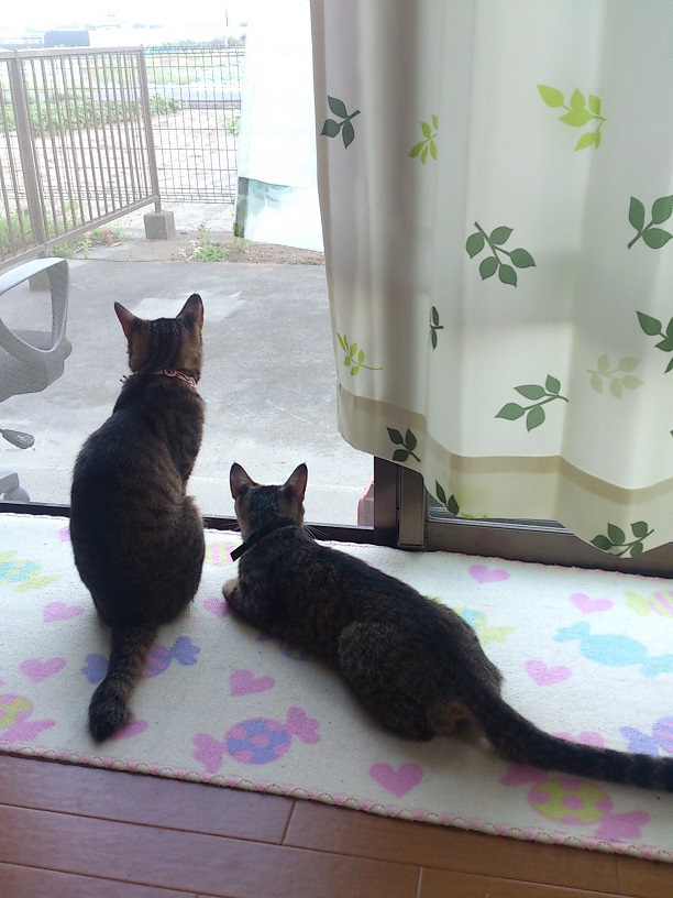 我が家の扶養家族