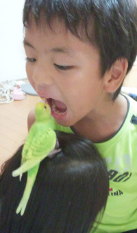 【緊急・お願い】インコ探してます！