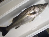 とったど～　(^。^)y-.。o○ 2013/02/13 08:36:26