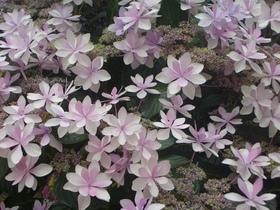 紫陽花(^。^)y-.。o○