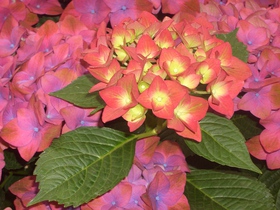 紫陽花(^。^)y-.。o○