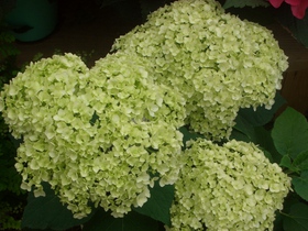 紫陽花(^。^)y-.。o○