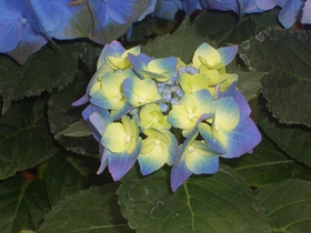 紫陽花(^。^)y-.。o○