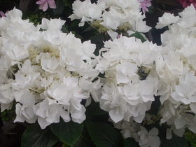 紫陽花(^。^)y-.。o○