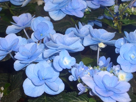 紫陽花(^。^)y-.。o○