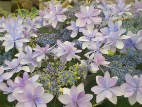紫陽花(^。^)y-.。o○