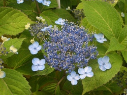紫陽花パート2(^。^)y-.。o○