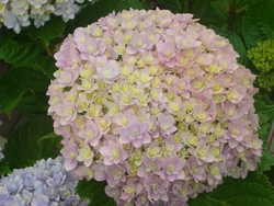 紫陽花パート2(^。^)y-.。o○