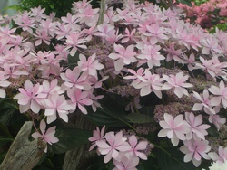 紫陽花パート2(^。^)y-.。o○