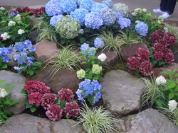 紫陽花パート2(^。^)y-.。o○