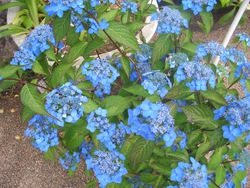 紫陽花パート2(^。^)y-.。o○