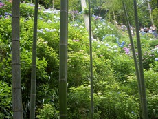 鎌倉・長谷寺に行って来たよ(^。^)y-.。o○
