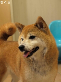 辛い暑さです。 2013/08/11 11:46:00