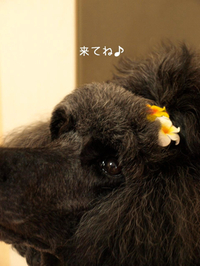 いよいよ 2012/09/21 22:24:34
