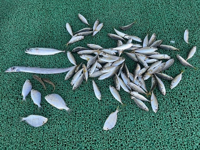 スズキマリーナ浜名湖　レンタルクラブ　釣果（8/28）