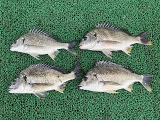 スズキマリーナ浜名湖　レンタルクラブ　釣果（4/29）