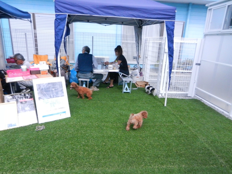 タバサの家様譲渡会