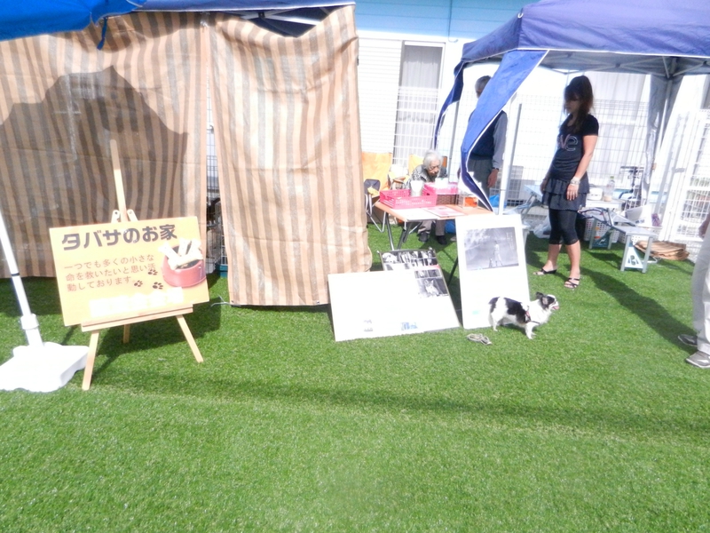 タバサの家様譲渡会