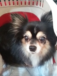保護犬チワワちゃん 2015/09/01 17:48:57