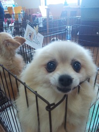 本日譲渡会開催しています！ 2015/08/09 12:52:12