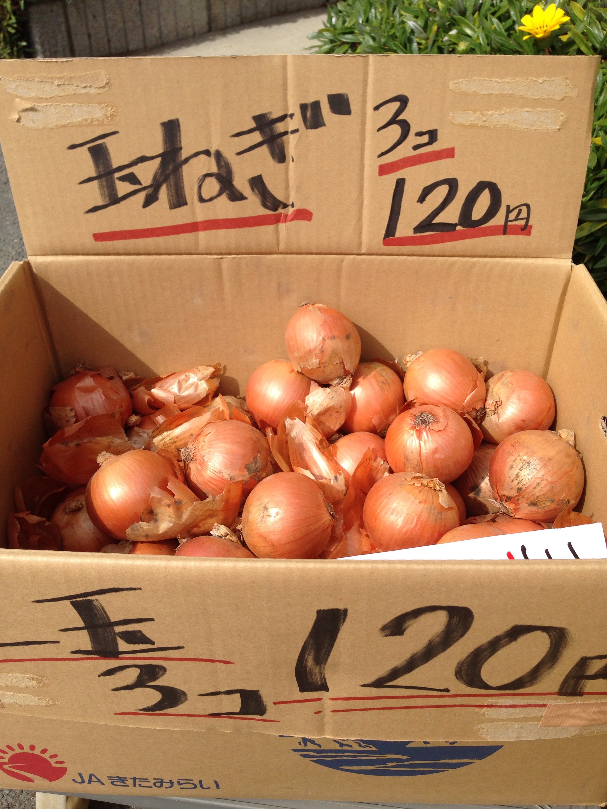 玉ねぎ