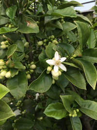 み〜かんの花が〜咲いて〜いる〜♪ 2018/04/27 19:58:03