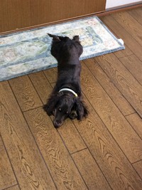 マルワン、ドッグサロンに営業に行く！の巻 2016/07/07 13:52:56