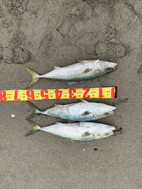 初の釣果 2018/12/17 15:52:56