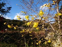 あけましておめでとうございます。